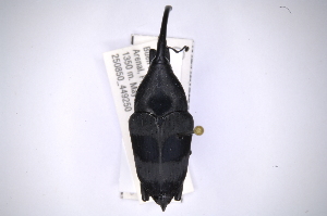  (Cactophagus carinipyga - INBIOCRI001894437)  @13 [ ] Copyright (2012) Angel Solis Instituto Nacional de Biodiversidad