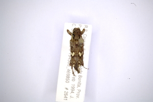  (Colobothea distincta - INBIOCRI001916904)  @13 [ ] Copyright (2012) A. Solis Instituto Nacional de Biodiversidad
