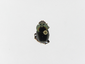  ( - INBIOCRI001920330)  @12 [ ] Copyright (2010) A. Solis Instituto Nacional de Biodiversidad