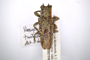  (Hesychotypa turbida - INBIOCRI001923383)  @14 [ ] Copyright (2012) A. Solis Instituto Nacional de Biodiversidad