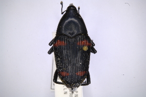 (Cactophagus duplocinctus - INBIOCRI001947312)  @14 [ ] Copyright (2012) Angel Solis Instituto Nacional de Biodiversidad