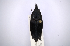  (Cactophagus viduus - INBIOCRI001996193)  @14 [ ] Copyright (2012) Angel Solis Instituto Nacional de Biodiversidad