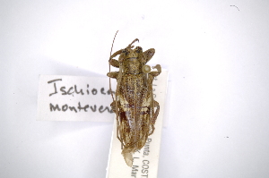  (Ischiocentra monteverdensisAS2 - INBIOCRI002016339)  @13 [ ] Copyright (2012) A. Solis Instituto Nacional de Biodiversidad