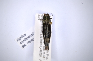  (Agrilus carilloensis - INBIOCRI002021634)  @11 [ ] Copyright (2012) Angel Solis Instituto Nacional de Biodiversidad