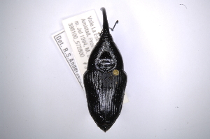  (Cactophagus carinipyga - INBIOCRI002027085)  @13 [ ] Copyright (2012) Angel Solis Instituto Nacional de Biodiversidad