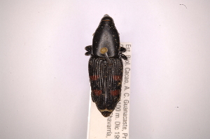  (Cactophagus transatlanticus - INBIOCRI002113030)  @11 [ ] Copyright (2012) Angel Solis Instituto Nacional de Biodiversidad