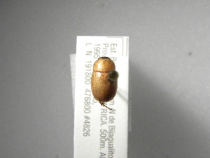  (Cyclocephala ovulum - INBIOCRI002190662)  @13 [ ] Copyright (2010) A. Solis Instituto Nacional de Biodiversidad
