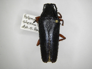  (Holonotus sternalis - INBIOCRI002204654)  @11 [ ] Copyright (2012) A. Solis Instituto Nacional de Biodiversidad