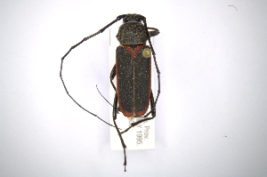  (Metaleptus angulatus - INBIOCRI002207209)  @15 [ ] Copyright (2012) A. Solis Instituto Nacional de Biodiversidad