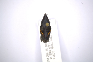  (Cactophagus personatus - INBIOCRI002250125)  @11 [ ] Copyright (2012) Angel Solis Instituto Nacional de Biodiversidad