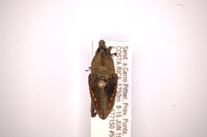  (Cactophagus sinuatus - INBIOCRI002305836)  @11 [ ] Copyright (2012) Angel Solis Instituto Nacional de Biodiversidad