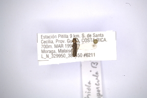  (Bactriola - INBIOCRI002341557)  @11 [ ] Copyright (2012) A. Solis Instituto Nacional de Biodiversidad
