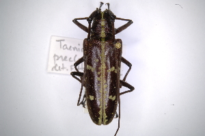  (Taeniotes praeclarusAS2 - INBIOCRI002342295)  @14 [ ] Copyright (2012) A. Solis Instituto Nacional de Biodiversidad