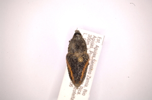  (Cactophagus sinuatus - INBIOCRI002373226)  @11 [ ] Copyright (2012) Angel Solis Instituto Nacional de Biodiversidad