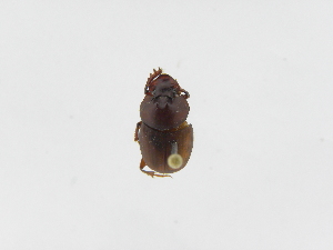  ( - INBIOCRI002400653)  @11 [ ] Copyright (2010) A. Solis Instituto Nacional de Biodiversidad