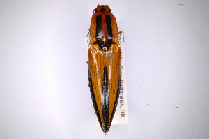  (Semiotus lafertei - INBIOCRI002455249)  @14 [ ] Copyright (2012) Angel Solis Instituto Nacional de Biodiversidad