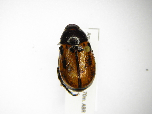  ( - INBIOCRI002463996)  @11 [ ] Copyright (2012) A. Solis Instituto Nacional de Biodiversidad
