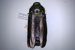  (Colobogaster quadridentatus - INBIOCRI002614285)  @11 [ ] Copyright (2012) Angel Solis Instituto Nacional de Biodiversidad