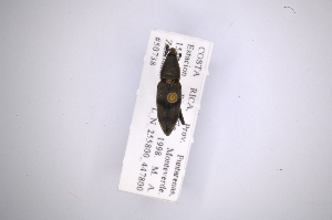  (Rhodobaenus nigrofasciatus - INB0003051062)  @13 [ ] Copyright (2012) Angel Solis Instituto Nacional de Biodiversidad