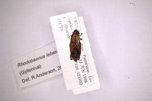  (Rhodobaenus lebasii - INB0003052900)  @11 [ ] Copyright (2012) Angel Solis Instituto Nacional de Biodiversidad