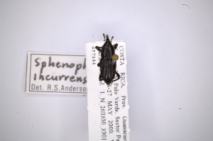  (Sphenophorus incurrens - INB0003168425)  @12 [ ] Copyright (2012) Angel Solis Instituto Nacional de Biodiversidad