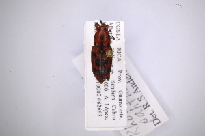  (Rhodobaenus pantherinus - INB0003313251)  @13 [ ] Copyright (2012) Angel Solis Instituto Nacional de Biodiversidad