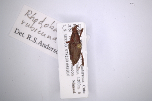  (Rhodobaenus rubicundus - INB0003335241)  @11 [ ] Copyright (2012) Angel Solis Instituto Nacional de Biodiversidad