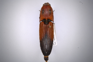  (Hemirhipus bimaculatus - INB0003340436)  @13 [ ] Copyright (2012) Angel Solis Instituto Nacional de Biodiversidad