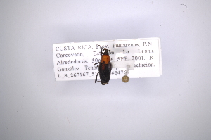 (Rhodobaenus thoracicus - INB0003378730)  @11 [ ] Copyright (2012) Angel Solis Instituto Nacional de Biodiversidad