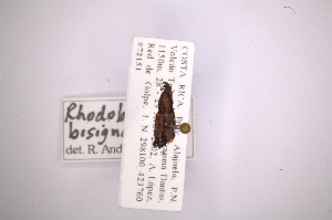  (Rhodobaenus bisignatus - INB0003553467)  @11 [ ] Copyright (2012) Angel Solis Instituto Nacional de Biodiversidad