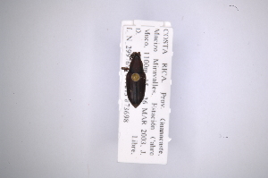  (Rhodobaenus rhinopilusAS2 - INB0003715355)  @13 [ ] Copyright (2012) Angel Solis Instituto Nacional de Biodiversidad