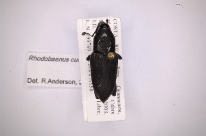  (Rhodobaenus cuneatus - INB0003740179)  @13 [ ] Copyright (2012) Angel Solis Instituto Nacional de Biodiversidad