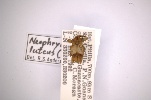  (Neophrynoides luteus - INBIOCRI000424597)  @11 [ ] Copyright (2012) Angel Solis Instituto Nacional de Biodiversidad