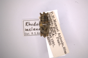  (Rhodobaenus melanocardius - INBIOCRI000493937)  @11 [ ] Copyright (2012) Angel Solis Instituto Nacional de Biodiversidad