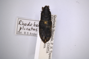  (Rhodobaenus plicatusAS1 - INBIOCRI001302107)  @13 [ ] Copyright (2012) Angel Solis Instituto Nacional de Biodiversidad
