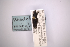  (Rhodobaenus maculifer - INBIOCRI001308224)  @11 [ ] Copyright (2012) Angel Solis Instituto Nacional de Biodiversidad