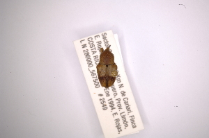  (Neophrynoides - INBIOCRI001856208)  @11 [ ] Copyright (2012) Angel Solis Instituto Nacional de Biodiversidad