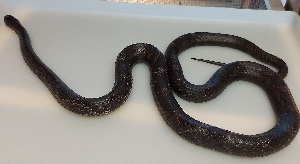  (Pantherophis spiloides - NMNA-31509)  @11 [ ] CreativeCommons Attribution NonCommercial ShareAlike (2024) Scales Nature Park Scales Nature Park