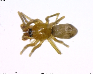  (Agyneta brevis - BIOUG02361-D12)  @13 [ ] CreativeCommons - Attribution (2011) M. Alex Smith Centre for Biodiversity Genomics