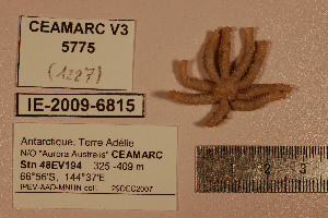 ( - CEAMARC_V3_5775)  @11 [ ] Unspecified (default): All Rights Reserved  Copyright Unspecified