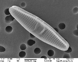  (Plagiogramma sp. 1 - IK_MTA435)  @11 [ ] CreativeCommons - Attribution Non-Commercial Share-Alike (2015) Jim Ehrman Mount Allison University