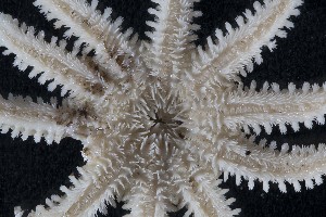  ( - IceAGE_3_692)  @11 [ ] Unspecified (default): All Rights Reserved  Unspecified Unspecified