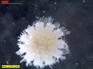  ( - IceAGE_54607_2)  @11 [ ] Unspecified (default): All Rights Reserved  Unspecified Unspecified