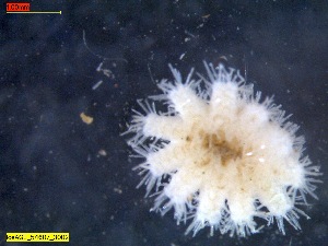  ( - IceAGE_54607_3)  @11 [ ] Unspecified (default): All Rights Reserved  Unspecified Unspecified
