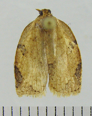  ( - ASTOR-11-0190)  @12 [ ] Unspecified (default): All Rights Reserved  Unspecified Unspecified