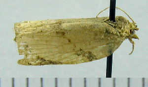  ( - ASTOR-11-0191)  @12 [ ] Unspecified (default): All Rights Reserved  Unspecified Unspecified