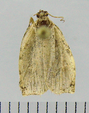  ( - ASTOR-11-0193)  @12 [ ] Unspecified (default): All Rights Reserved  Unspecified Unspecified