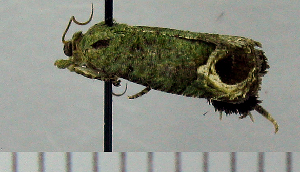  (Sorolopha arctosceles - ASTOR-11-0376)  @12 [ ] Unspecified (default): All Rights Reserved  Unspecified Unspecified