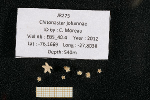  (Chitonaster johannae - JR275_EBS_40.4)  @11 [ ] Unspecified (default): All Rights Reserved  Unspecified Unspecified