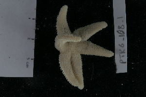  ( - PTK6_108.1)  @11 [ ] Unspecified (default): All Rights Reserved  Unspecified Unspecified